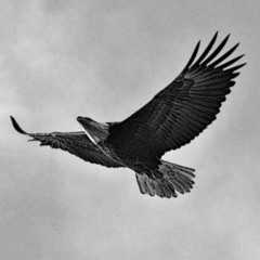 Fly Away 37