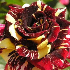 Delaram