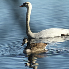 Stanley's afternoon playdate