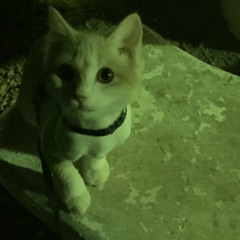 good looking sped up