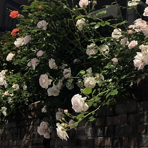 한여름 밤