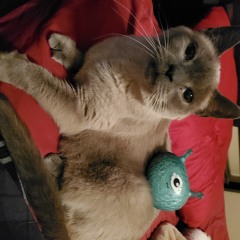 the pequel