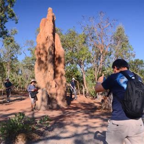 Best Litchfield And Jumping Crocodiles Full Day Trip From Darwin Tours Review