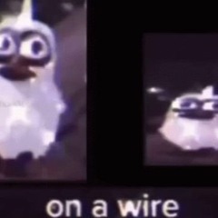 Two Birds On A Wire meme thing