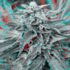 Dino, Kace, Mer C - Never Give