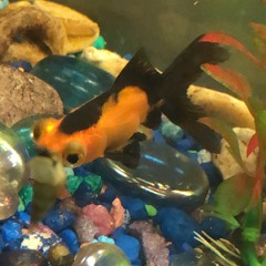 quirky evil type beat