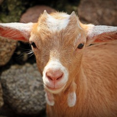 GoatVille