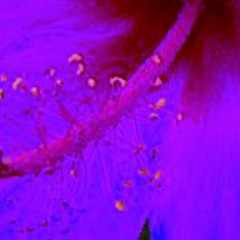 garden - jedwill (vindit ethereal mix)