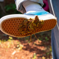 POULTRY DUBZ - I Stepped in dog shit