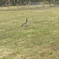 in da grass patch
