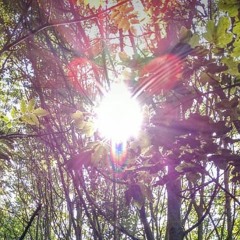 Forest Floor (Original Mix)