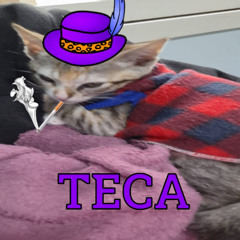 Teca a filhote