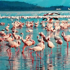 [AFROBEAT / AFROSWING] TONY BURNZ X S SOCIETY - SUNSET