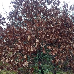 Dry Oak Leaves, Horsetail Ponds