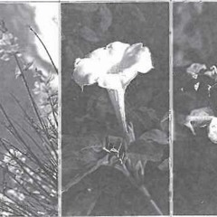 Datura at Midnight