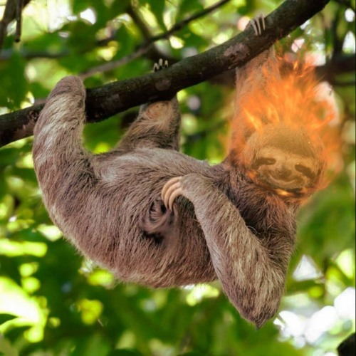 Burning Lazybones 2021