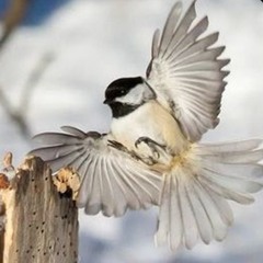 Roland Mc-303 - Chickadee