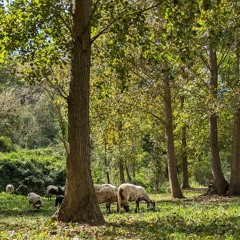 Field recording: sheep, bells, wind, dog