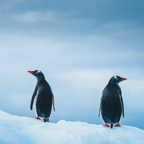The Penguin Show (Episode 018)