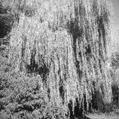 Willows Wispers Relaxen