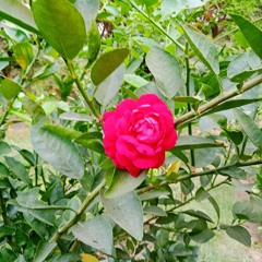 Cheda mere dil ne tarana tere pyar ka