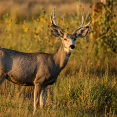 Panhandle Afield: Whitetails and Muleys