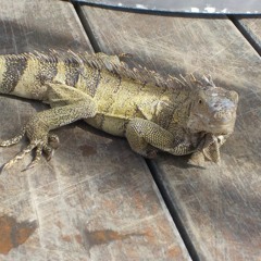 Kings Of Tomorrow - So Alive (Remix)FOR PROMOTIONAL USE ONLY NOT FOR RESALE