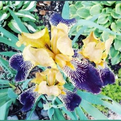 Dreams In The Garden