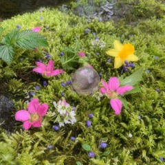 flower spin ✼