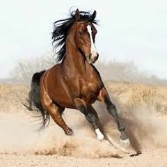 Кубанский Казачий хор - Конь гулял на воле / Kuban Cossack Choir - Horse walked in the wild