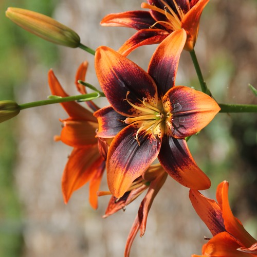 Unity Prelude - Stan Bann (ASCAP)