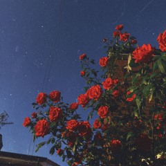 surfcoat - DONTGOWASTING (snippet)