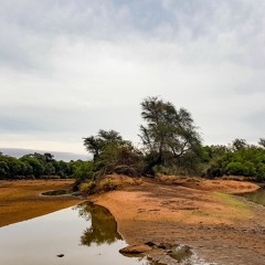 South Africa - Lush Dawn Chorus At Dry Riverbed
