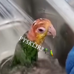 PYSKLIR?🪖🦜