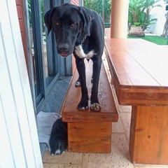 coogaz on da ground (trufas)