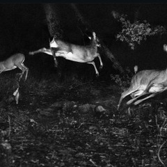 Mr. V - Jus Dance (ID Remix)