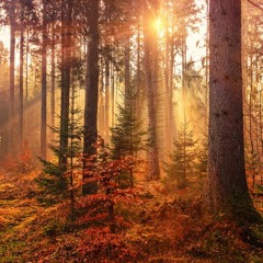 In The Woods