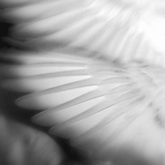 Pastelle & XENEN - Old Angels