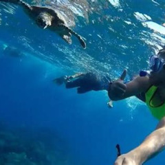 Best Cao Island Snorkeling From Drake Bay Prices Reviews