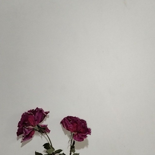 roses (zachcs b6)