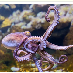 Easy to Say Rough Draft