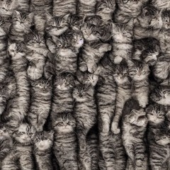 🐈猫nekokabe壁🐈