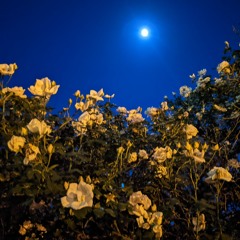 My Darling Orpheus (demo)