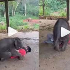 Full elephant crushes man elefanten video instagram reddit baby elephant video elephant reel