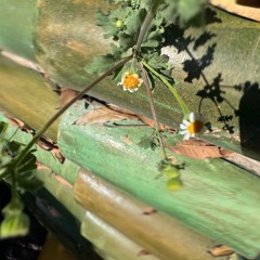 Pacing The Platform w/ upsammy 271125