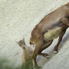Cliff climbers