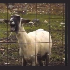 Screaming goat ("Goatrance" Remix)