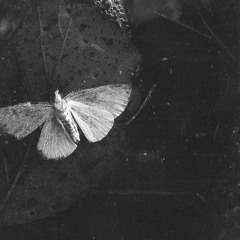 Don't Talk While Dancing