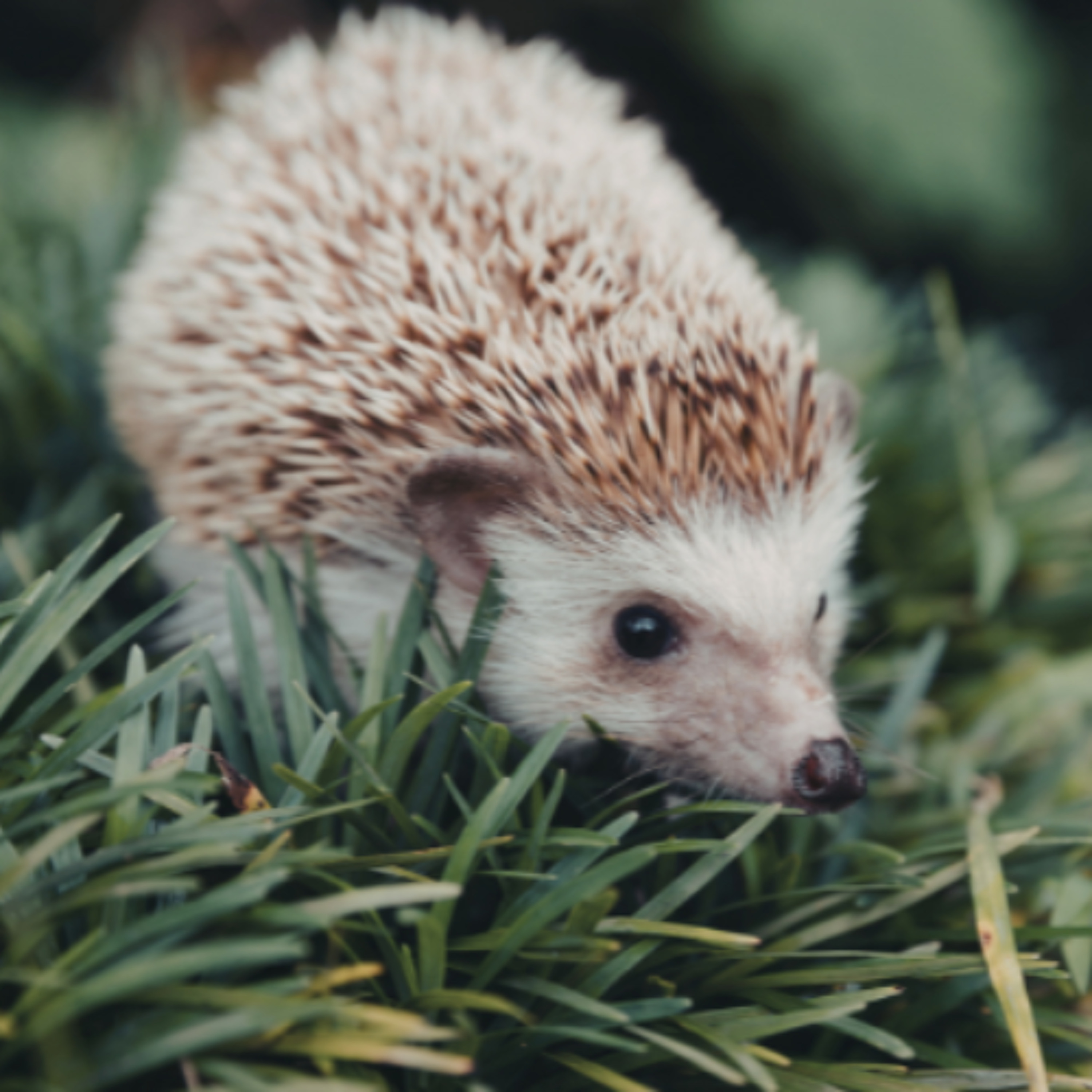 Ireland's National Hedgehog Survey Is Underway