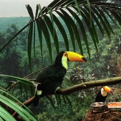 Pressure to persist- Datfootdive